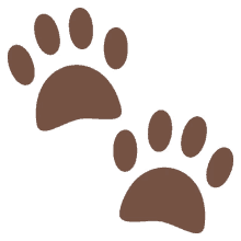 dogs paw