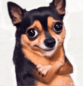 a small brown and black dog with big eyes making a face