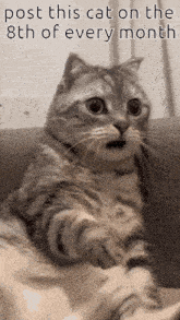 Post This Cat On The 8th Of Every Month GIF