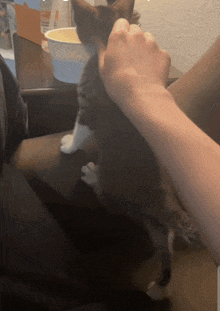 a person petting a kitten on a couch with a bowl in the background