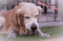 a picture of a golden retriever with the words wonderful goldie written above it