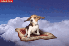Beagle Flying GIF