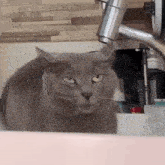 a gray cat is looking at the camera while standing in front of a sink .