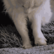 Philzapussy Bread GIF - Philzapussy Bread Cat GIFs