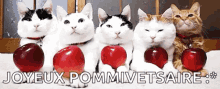 apple apples an apple a day keeps the doctor away cats joyeux pommivetsaire