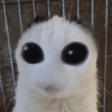 a white cat with big black eyes is sitting in a cage and looking at the camera .