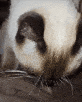 a close up of a cat 's nose with a black spot on it
