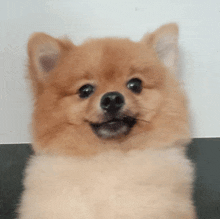 a pomeranian dog is smiling and looking at the camera with a white background .