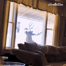 Eating The Pet Collective GIF