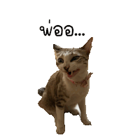 a cat with a collar and a sticker that says " woo " on it
