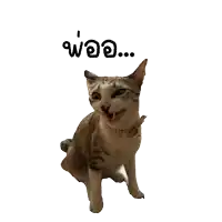 a cat with a collar and a sticker that says " woo " on it