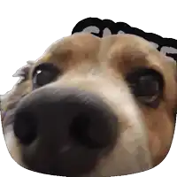 a close up of a dog 's nose with a white background behind it