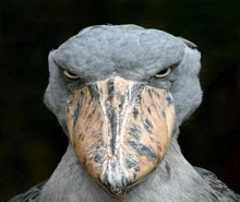 a close up of a bird 's face with a very large beak