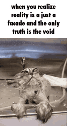 The Void Beckons Funny GIF - The Void Beckons Funny Funny Cat GIFs