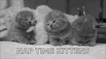 Kitty Kitten GIF - Kitty Kitten Nap Kittens GIFs