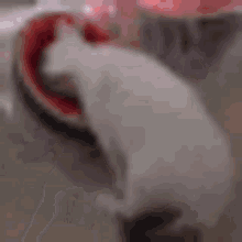Cat Zech GIF - Cat Zech Watermelon GIFs
