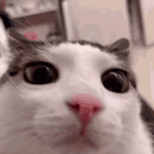 Blinking Cat Meme Cat GIF - Blinking Cat Meme Cat Blinking GIFs