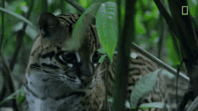 ocelot cat cute animal hide