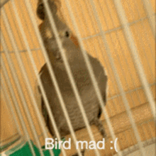 Bird Mad Mad GIF - Bird Mad Mad Cute GIFs