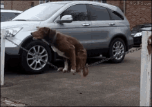 Dog Trick GIF - Dog Trick Balance GIFs