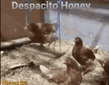 Despacito Honey GIF - Despacito Honey Gallina GIFs