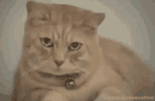 Crying Cat GIF - Crying Cat Sad GIFs