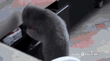 Sneak GIF - Sneak Sneaky Cat GIFs