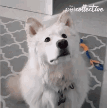 Catch Good Catch GIF - Catch Good Catch Treats GIFs