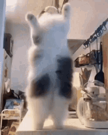 Dancing Cat GIF - Dancing Cat Cute GIFs