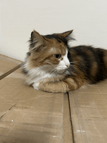 a calico cat is laying down on a cardboard box