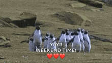 a group of penguins are standing on top of a rocky beach .