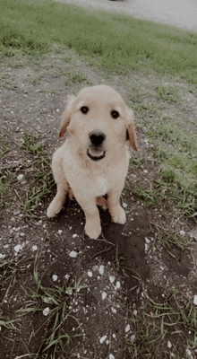 Cute Puppies GIF - Cute Puppies GIFs