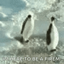 Penguin Penguins GIF - Penguin Penguins Penguin Love GIFs