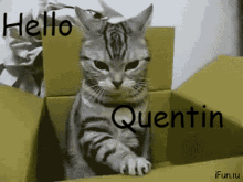 Hello Quentin GIF - Hello Quentin GIFs