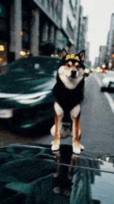 a dog wearing a dea hat is sitting on the hood of a car