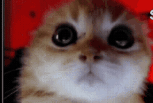 Cade Cat GIF - Cade Cat Rage GIFs