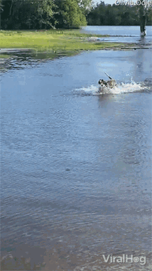 Running In The Water Viralhog GIF - Running In The Water Viralhog Excited GIFs