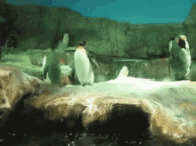 Alalalalalalal GIF - Animals Birds Penguin GIFs