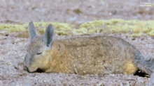 Viscacha Rodent GIF - Viscacha Rodent Roll Over GIFs