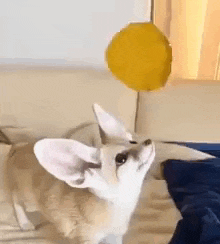 a small dog is playing with a yellow ball .