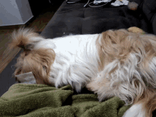 Dog Cute GIF - Dog Cute Sleeping GIFs