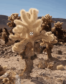 cactus cacti dance cholla woot