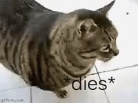 Dies Cat GIF - Dies Cat Dead GIFs