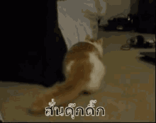 แมว ส่ายก้น ดุ๊กดิ๊ก GIF - Shaking Butt Twerk Cat GIFs