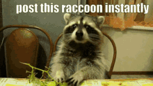 raccoon grape eat pet animal