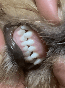 a close up of a dog 's teeth with a person holding it