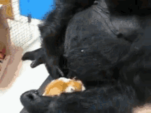 Koko Gorilla GIF - Koko Gorilla Kitten GIFs