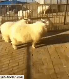 Sheep Rage Moves GIF - Sheep Rage Moves Jump GIFs