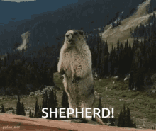 Shepherd Agonyhole GIF - Shepherd Agonyhole Beaver GIFs