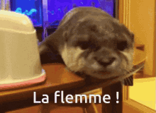 Flemme La Flemme GIF - Flemme La Flemme Otter GIFs